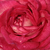 Rózsaszín - fehér - Virágágyi floribunda rózsa - Daily Sketch